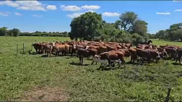 Lote 110 Vaquillonas preñadas en Palo Santo, Formosa
