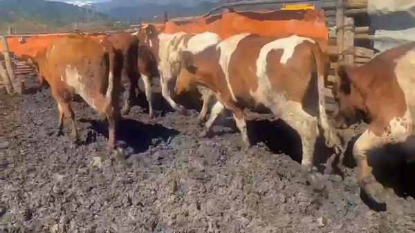 Lote 20 Novillo Gordo en Mostazal, VI Región O-Higgins