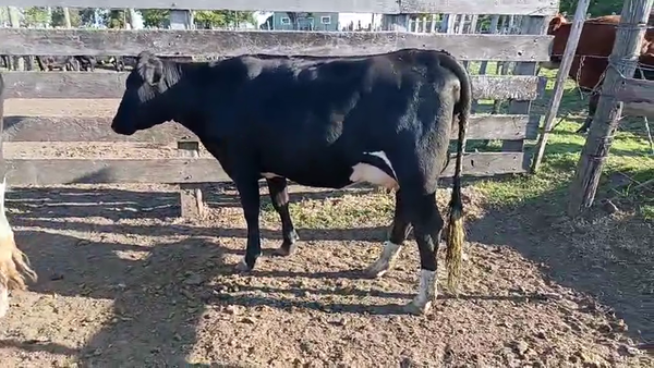 Lote 3 Vaquillonas  450kg - , San José