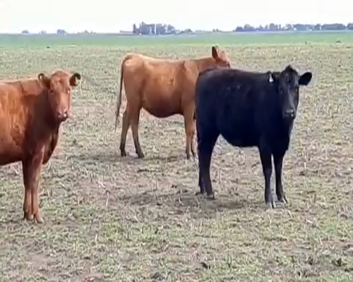 Lote 55 Vaquillonas en Tres Arroyos, Buenos Aires