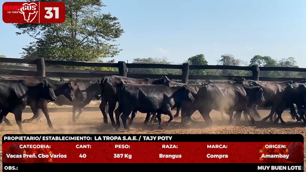 Lote LOTE 31 - POR PANTALLA