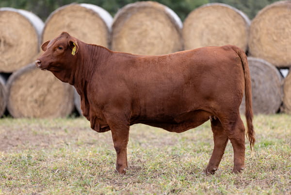 Lote LOTE 28