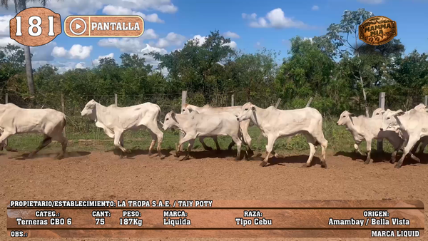 Lote LOTE 181 - PANTALLA
