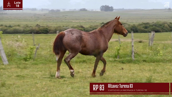 Lote ALTAVOZ TURENA 83