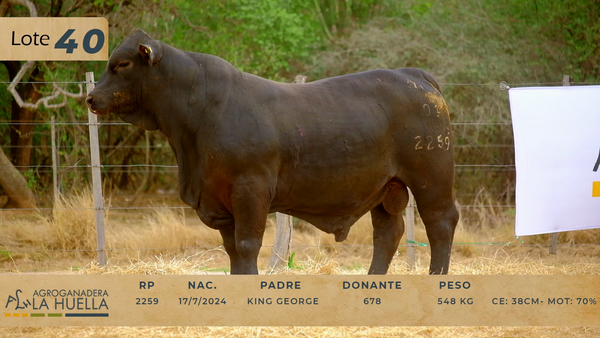 Lote LOTE 40