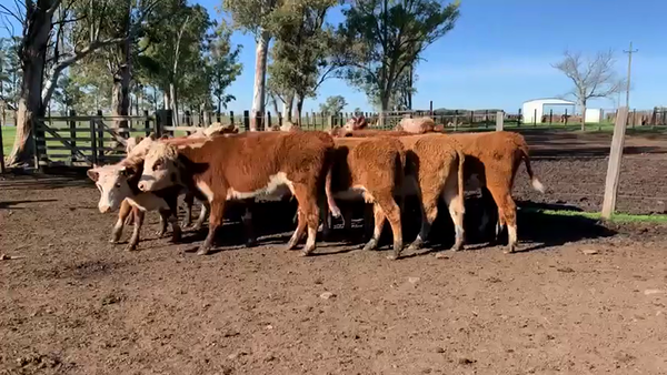 Lote VAQUILLONAS SIN SERVICIO