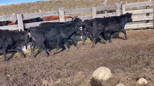 Lote 18 Ternero en Coyhaique, XI Región Aysén