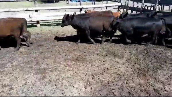 Lote 110 Terneras en Urdinarrain, Entre Ríos