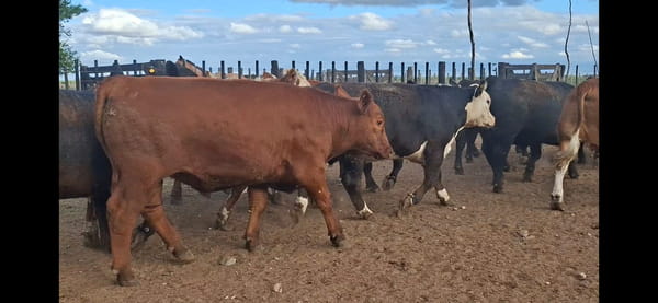 Lote 55 Novillos faena en Holmberg , Córdoba