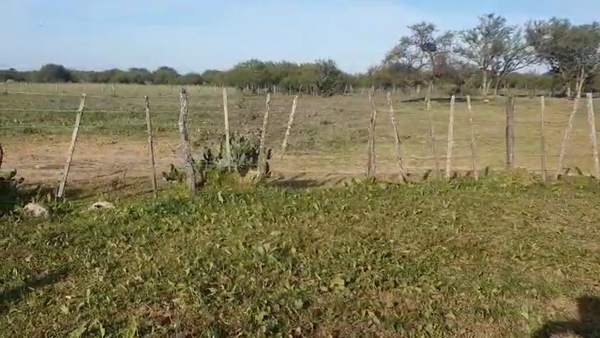 Lote 23 Vacas Cruzas Británicas en Laguna Paiva, Santa Fe
