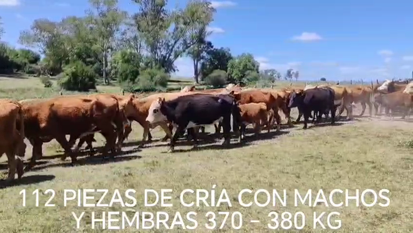 Lote 112 Piezas de cría, Cerro Largo
