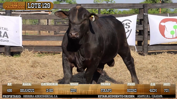 Lote LOTE 129 - VIVO