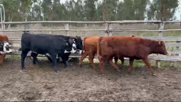 Lote 16 Terneras, San José