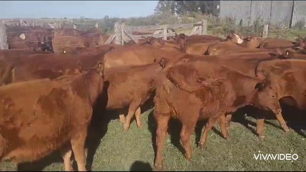 Lote 71 Terneros/as en Tapalqué, Buenos Aires