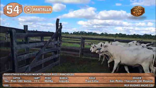 Lote LOTE 54 - POR PANTALLA