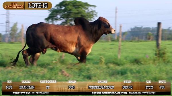 Lote LOTE 15