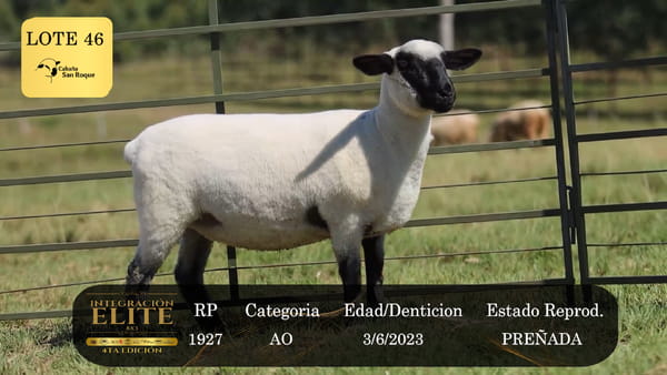 Lote LOTE 46