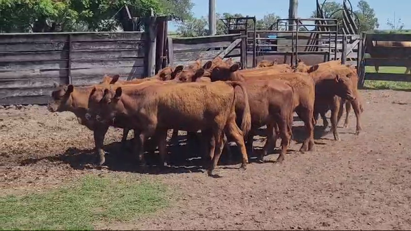 Lote (Vendido)16 Terneras ANGUS 205kg -  en COSTAS DE VACA
