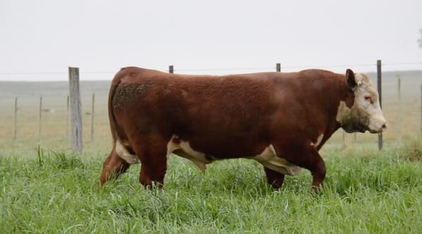 Lote HEREFORD