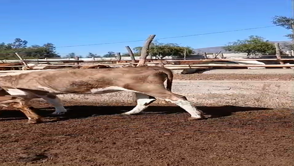 Lote 24 Ternera en V  Región Valparaíso, Putaendo