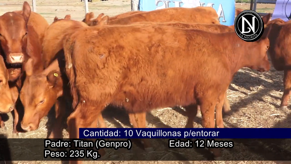 Lote VAQUILLONAS P./SERVICIO