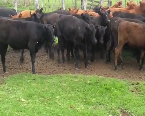 Lote 140 Terneros/as en Santa Elena, Entre Ríos