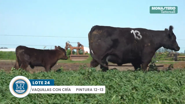 Lote "ME KEN" VAQUILLONAS P.P CON CRIA