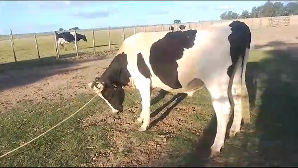 Lote Toros PI / PO / PC, San José