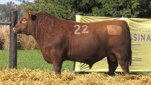 22 -  40226C — TOROS ANGUS PURO CONTROLADO