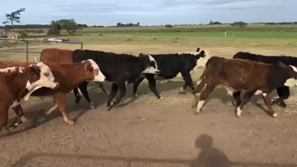 Lote 121 Terneros en Calchaquí, Santa Fe