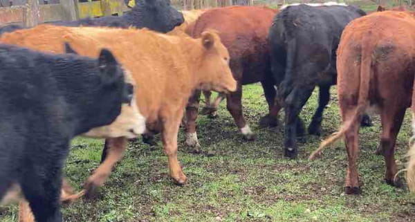 Lote 25 Vaquilla Engorda en Puerto Octay, X Región Los Lagos