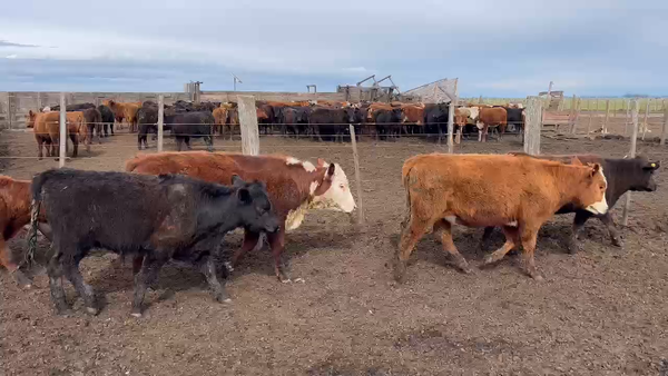 Lote 90 Terneras en Balcarce, Buenos Aires
