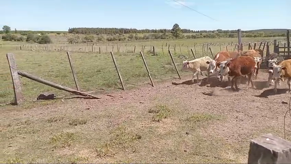 Lote Terneras sobre año