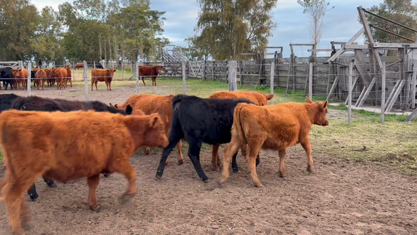Lote 25 Terneros/as