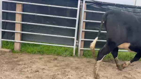 Lote 4 Vaquillonas  450kg - , San José