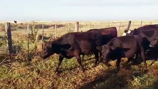 Lote 57 Novillitos en Tapalqué, Buenos Aires