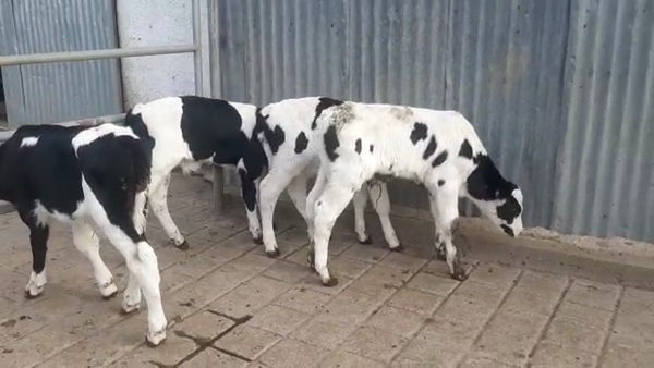 Lote 6 Terneros HOLANDO, San José