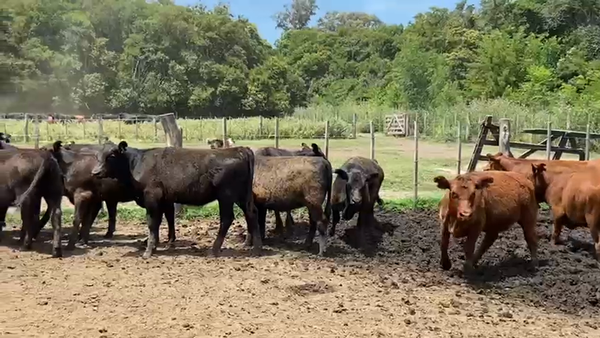 Lote 75 Terneras en Laprida