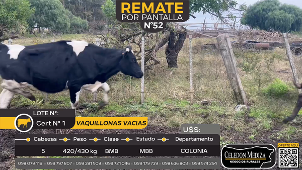 Lote 5 Vaquillonas  en Tres Esquinas, Colonia