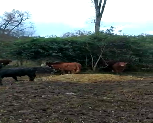 Lote 55 Novillo Engorda en Paillaco, XIV Región Los Ríos