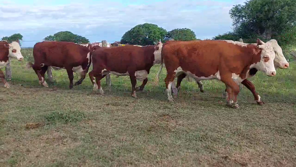 Lote 35 Novillos