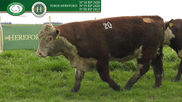 Lote Toros Polled Hereford Puros Registrados - Cabaña Las Nazarenas