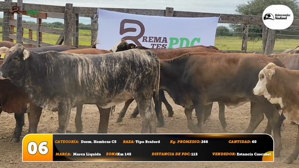 Lote Desm. Hembras C5