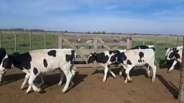 Lote 70 Terneros en Gral. Belgrano, Buenos Aires