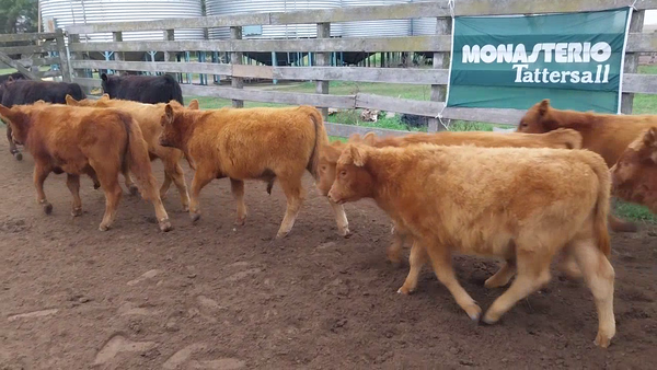 Lote 60 Terneros/as en Daireaux