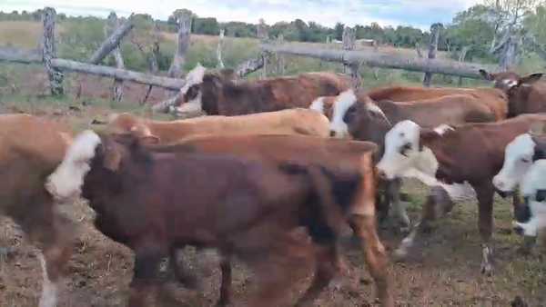 Lote 30 Terneros/as en Corrientes, Empedrado
