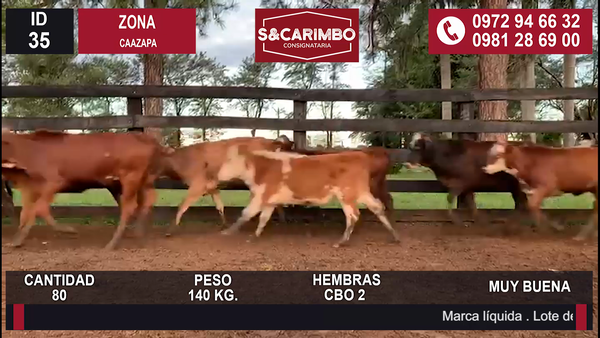 Lote TERNERAS CBO 2