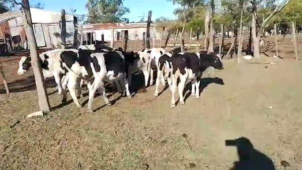 Lote Terneros Hol