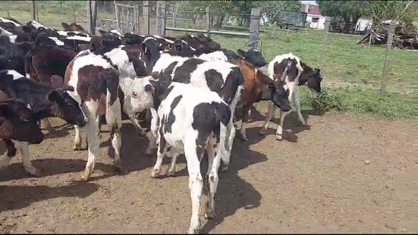 Lote 60 Terneros Holando en Ruta 3 Km 75