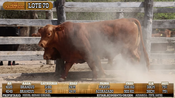 Lote LOTE 70 - PANTALLA